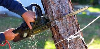 Best Tree Health Inspection  in Big River, CA